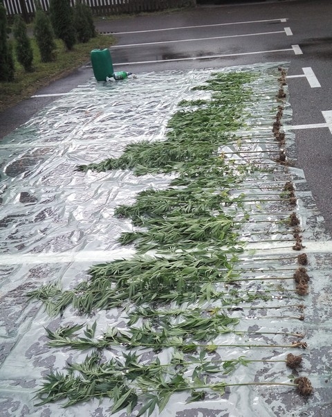 DOBOJ: Uhapšen dok je zalivao plantažu konoplje (FOTO)