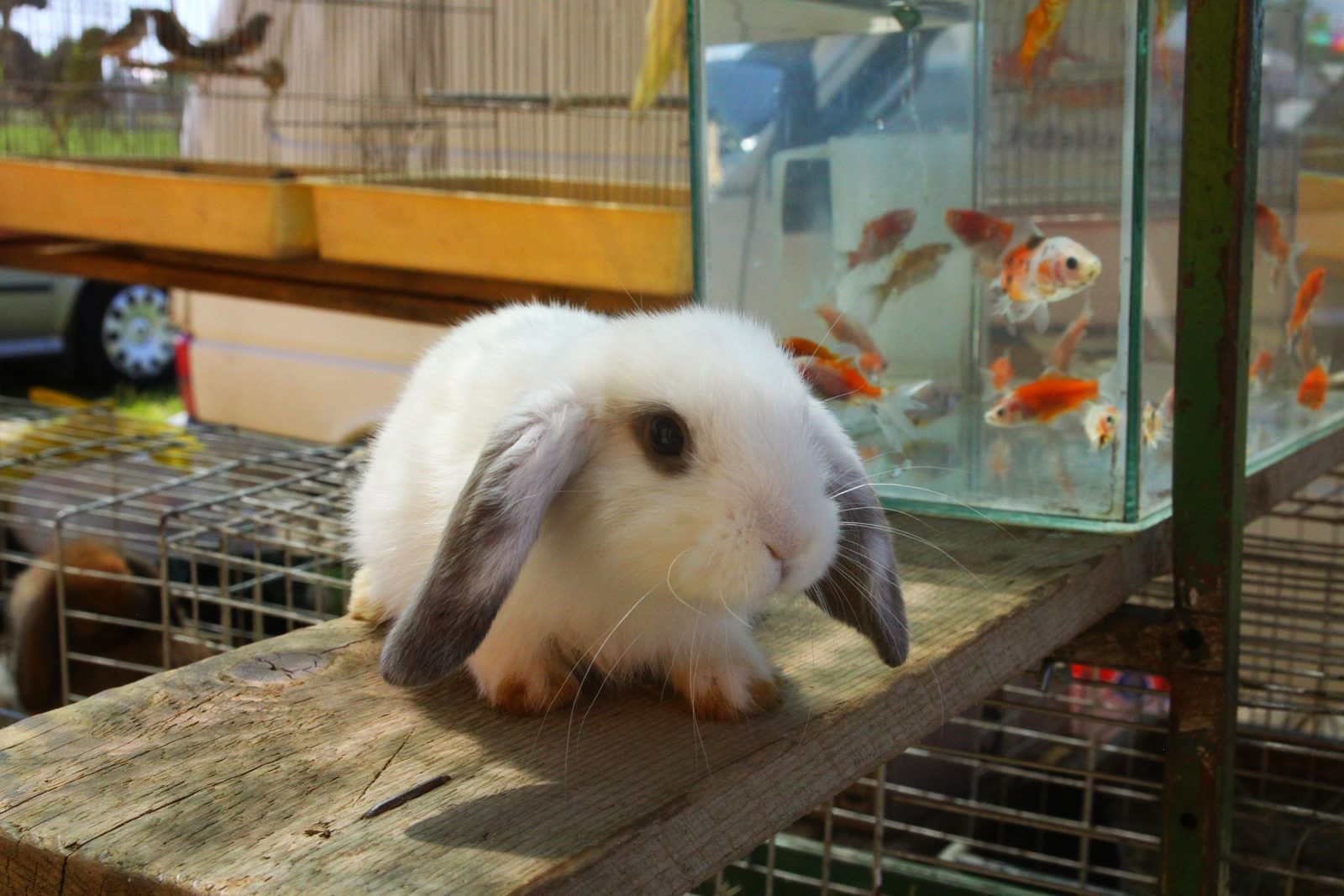 DOBOJSKI INFO NAJAVLJUJE: Tradicionalna izložba malih kućnih ljubimaca "Dobojskog odgajivača"