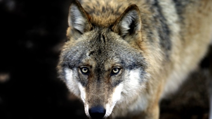 PETROVO: Na vuka kreće oko 530 lovaca