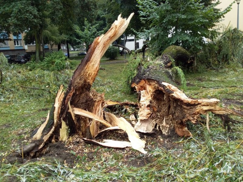 KO BRINE OD TRULIM DRVENASTIM SADNICAMA: Treba li neko da nastrada? (FOTO)