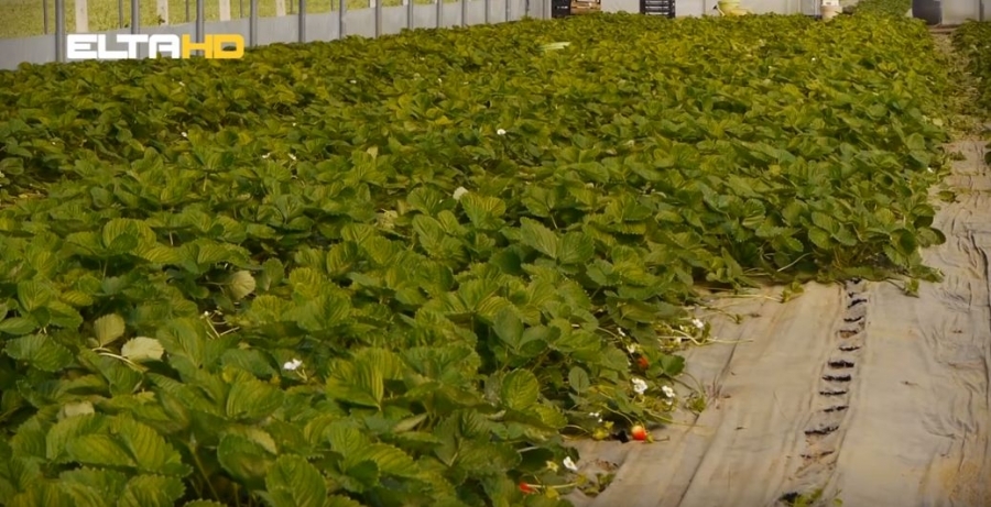 DOBOJ: Kako zaštiti jagode od bolesti i stetočina (VIDEO)