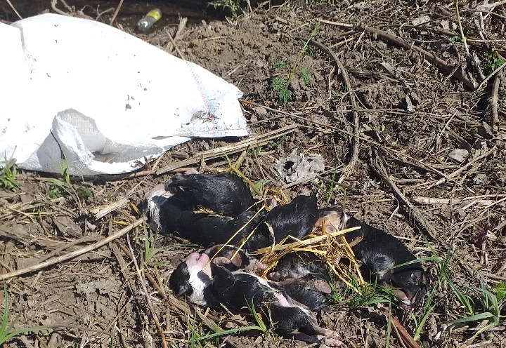 UBIJENI JER IH NIKO NIJE ŽELEO: Napušteni štenci pronađeni mrtvi