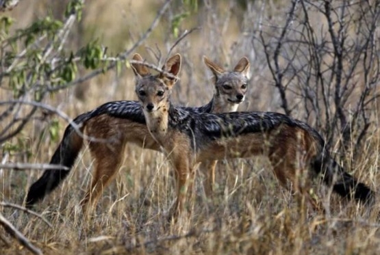 DOBOJ: Šakali prave probleme na dobojskom području