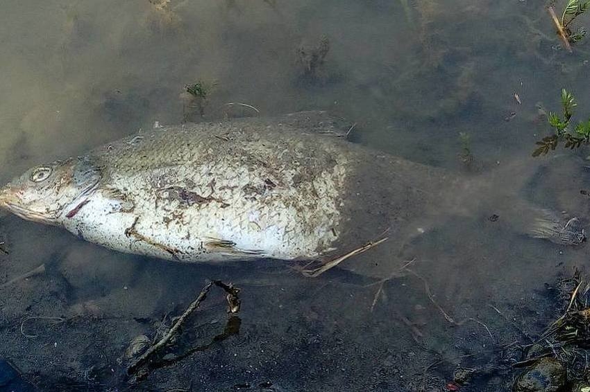 RIBARI IZ DOBOJA NAJAVLJUJU TUŽBE: Spreča je mrtva rijeka, riblji fond je uništen