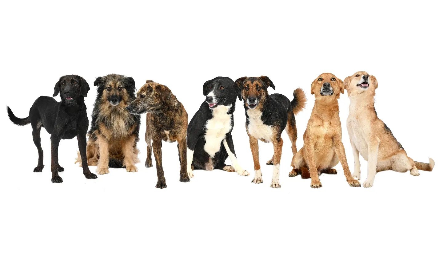 DOBOJ: Zaboravljene šape" i Mladen Blagojević udružili snage za pomoć psima iz azila (VIDEO)