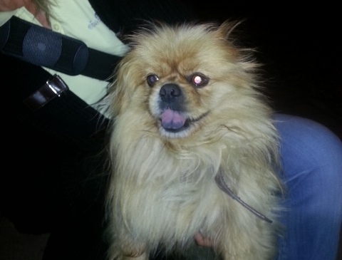 DOBOJ: Pronađen pas, potraga za vlasnikom (FOTO)