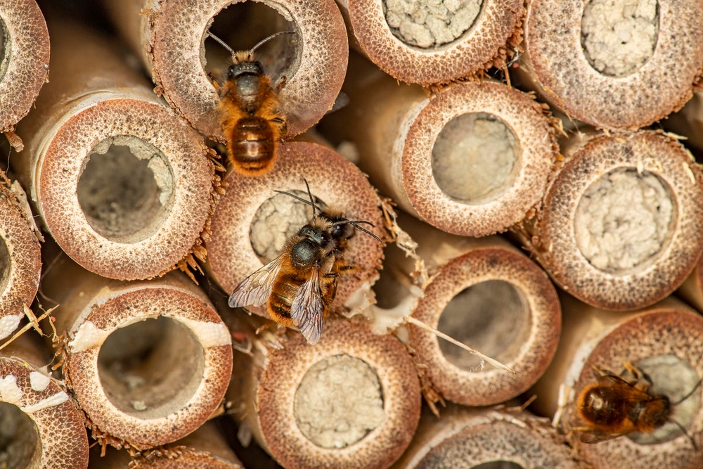 UOČI MEĐUNARODNOG DANA BIOLOŠKE RAZNOLIKOSTI Narušavanjem prirodnog sklada svi smo u opasnosti