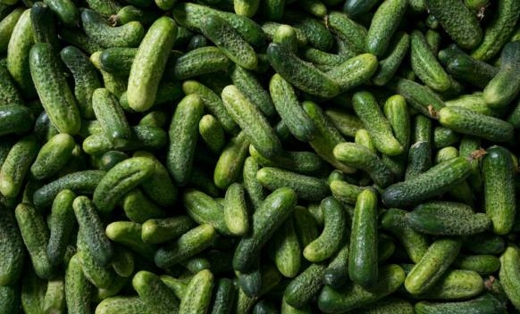 PRIVREDNICI OGORČENI: Riješiti problem plasmana kornišona