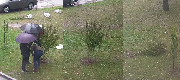 JUČE - DANAS - SUTRA? Jedna (najmanje) sadnica primiti se neće! (FOTO)