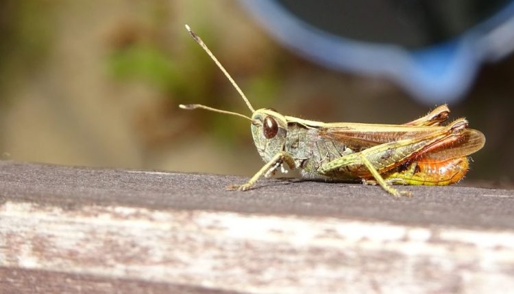 BRILJANTNO OTKRIĆE NAUČNIKA: Skakavci mogu namirisati rak kod ljudi