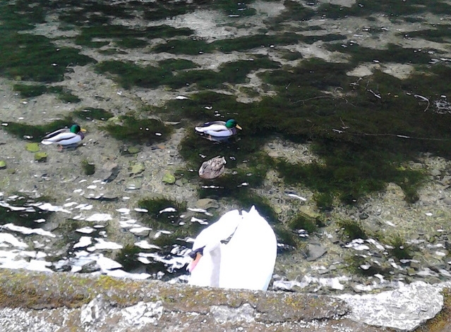 DOBOJ: Započela tromjesečna Eko kampanja “Čista rijeka Bosna”