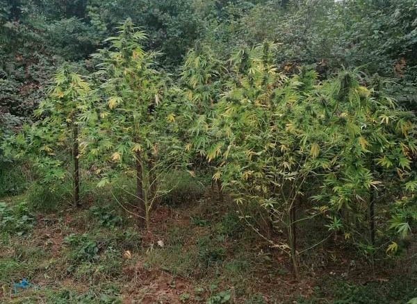 DOBOJ: Pronađen zasad sa „Indijskom konopljom“ (FOTO)
