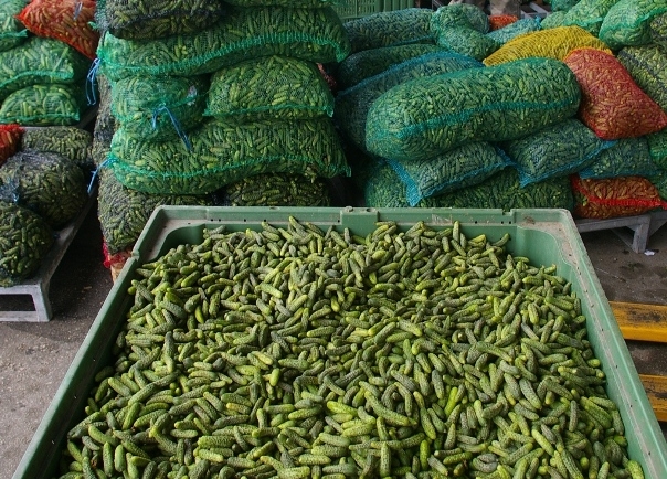 Stotine tona kornišona završilo u smeću, ugroženo 20.000 radnih mjesta