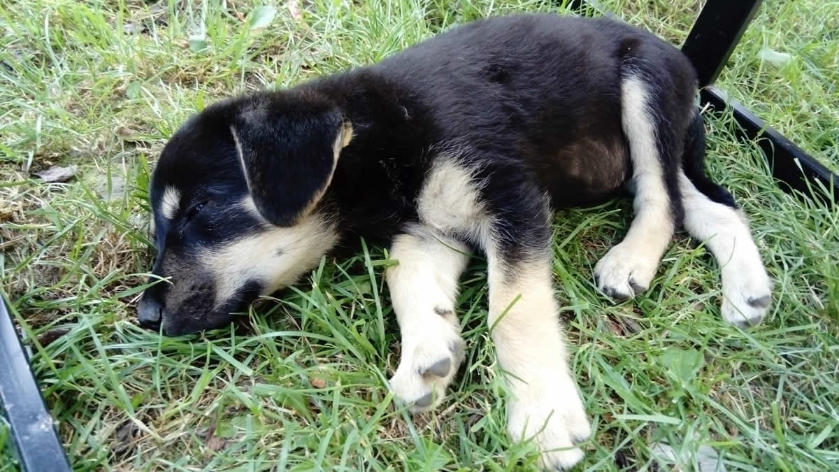 DOBOJSKI INFO POZIVA: Udomite kučiće (VIDEO) (FOTO)