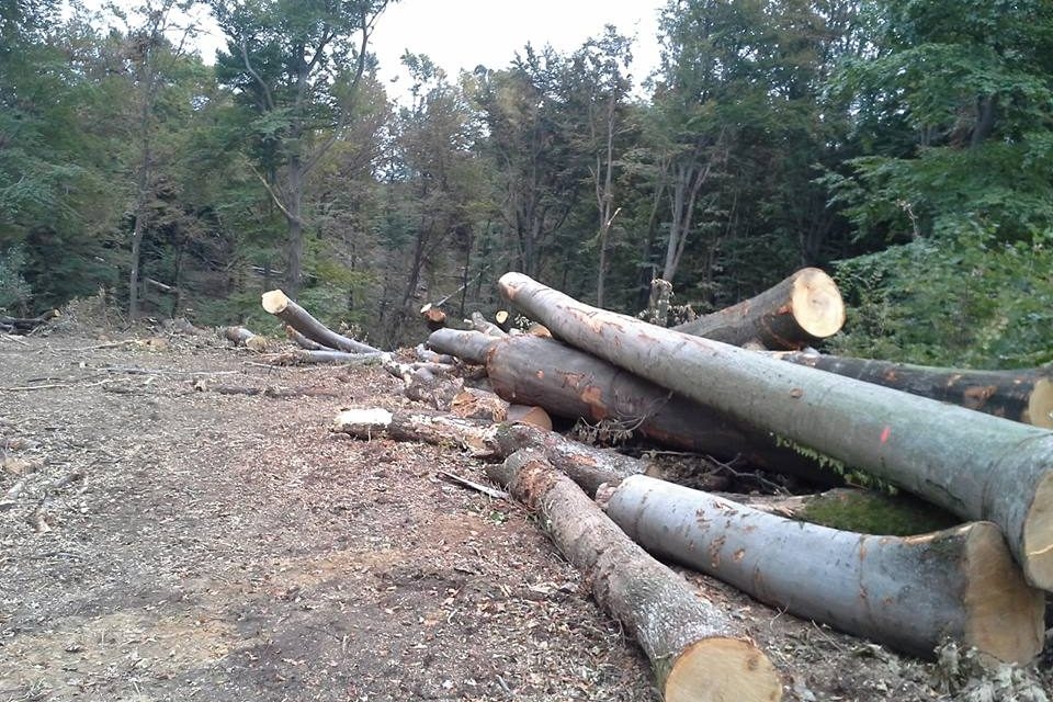 DOBOJ: Dva lica zatečena u bespravnoj sječi šume