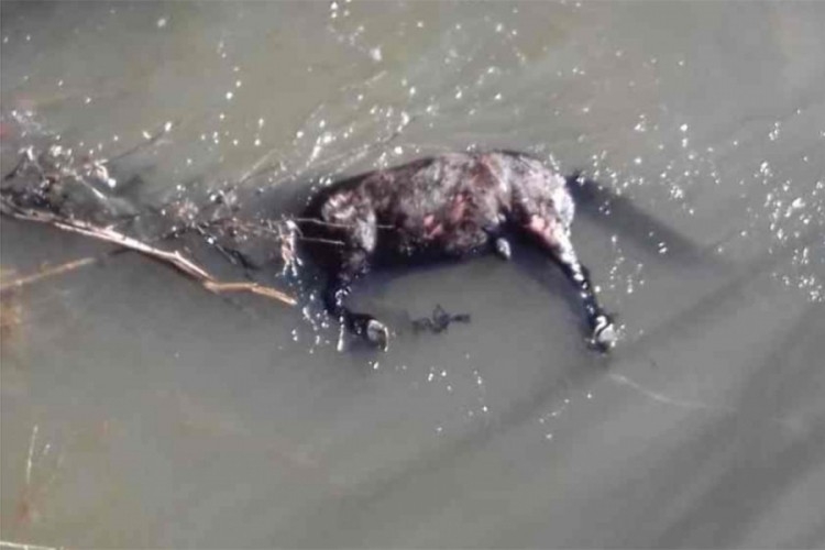 Konju svezali noge i bacili ga u rijeku Bosnu, uginuo u mukama