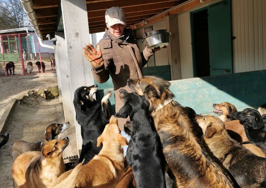 U toku je kampanja prikupljanja podrške za kupovinu hrane za pse iz skloništa „Srce za šapu“