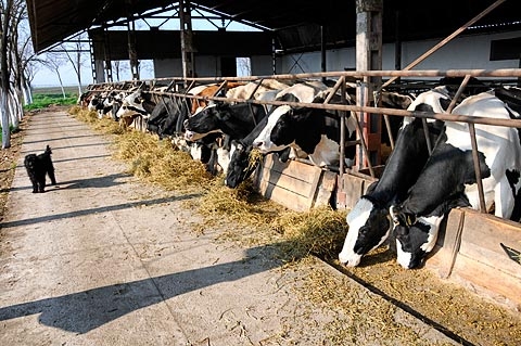 Izmijenjen Pravilnik o novčanim podsticajima za razvoj poljoprivrede i sela