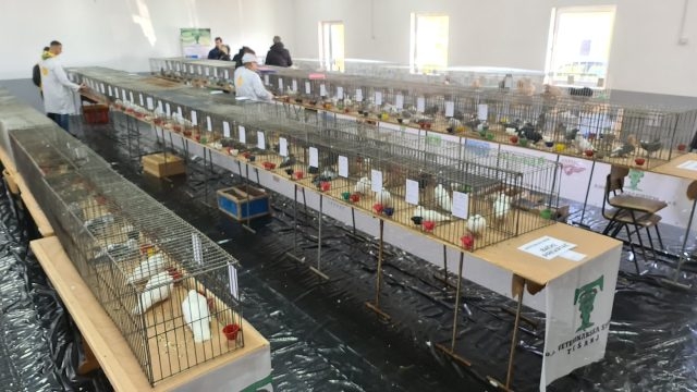 DOBOJ: Izložba golubova i patuljaste peradi