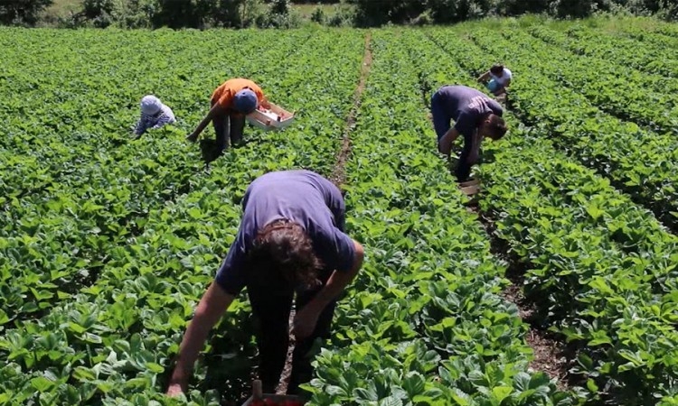 DOBOJ: Poljoprivrednici se udružili, klasterom do velikih tržišta