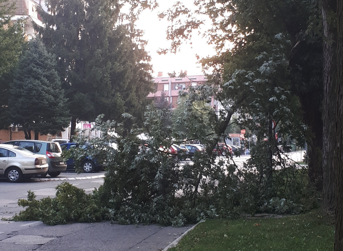 OKOM KAMERE: Palo stablo, a ni dašak vjetra