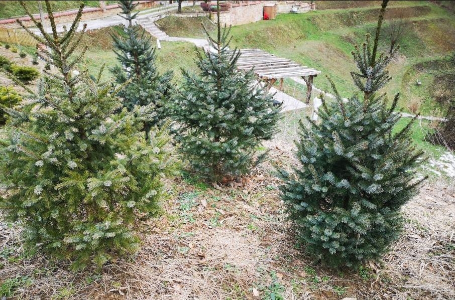 DOBOJSKI INFO DONOSI: Javni poziv za dodjelu sadnica Pančićeve omorike povodom Svjetskog dana šuma