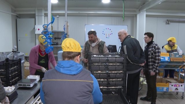 DOBOJ: Porodica Tanasić iz Podnovlja 35 godina uspješno se bavi proizvodnjom šampinjona (VIDEO)
