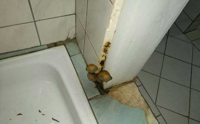 DOBOJ: Gljive u đačkom kupatilu iz Doma učenika fotomontaža?