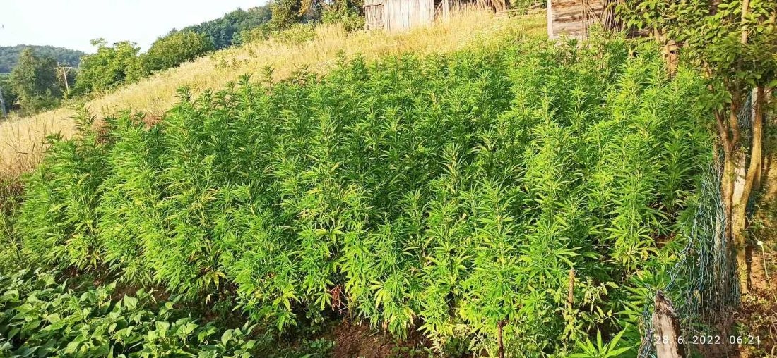 DOBOJ: Pronađeno 440 stabljika indijske konoplje (FOTO)