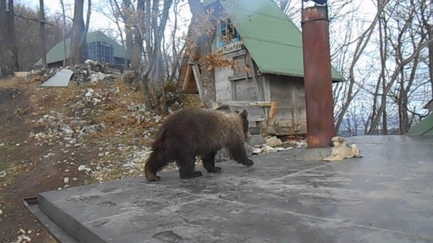 MAŠA ZIMUJE UZ PEĆ: "Novosti" ponovo u poseti medvedici na Ozrenu kod Doboja (FOTO)