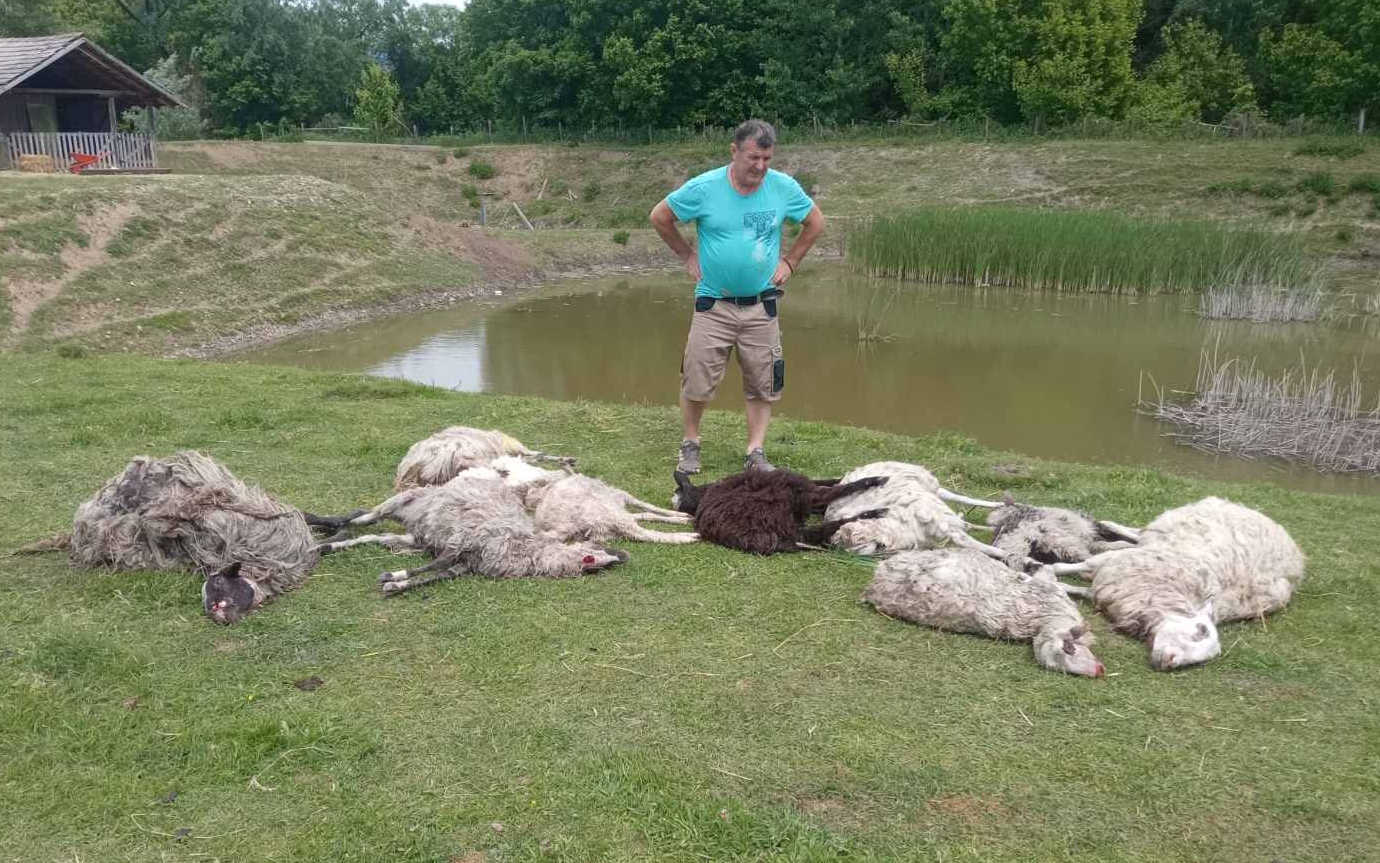 DOBOJ: U naselju Boljanić zaklano 13 ovaca