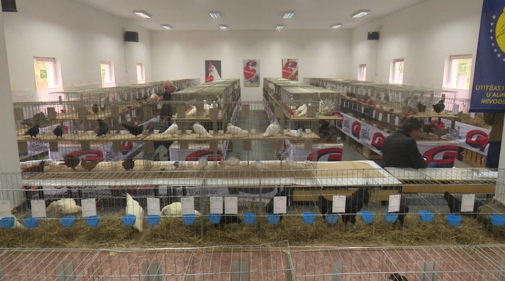 DOBOJ: Večeras međunarodna izložba sitnih životinja