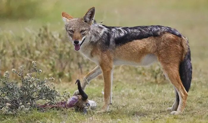 DOBOJ: Danas lov na šakala na području Lipe