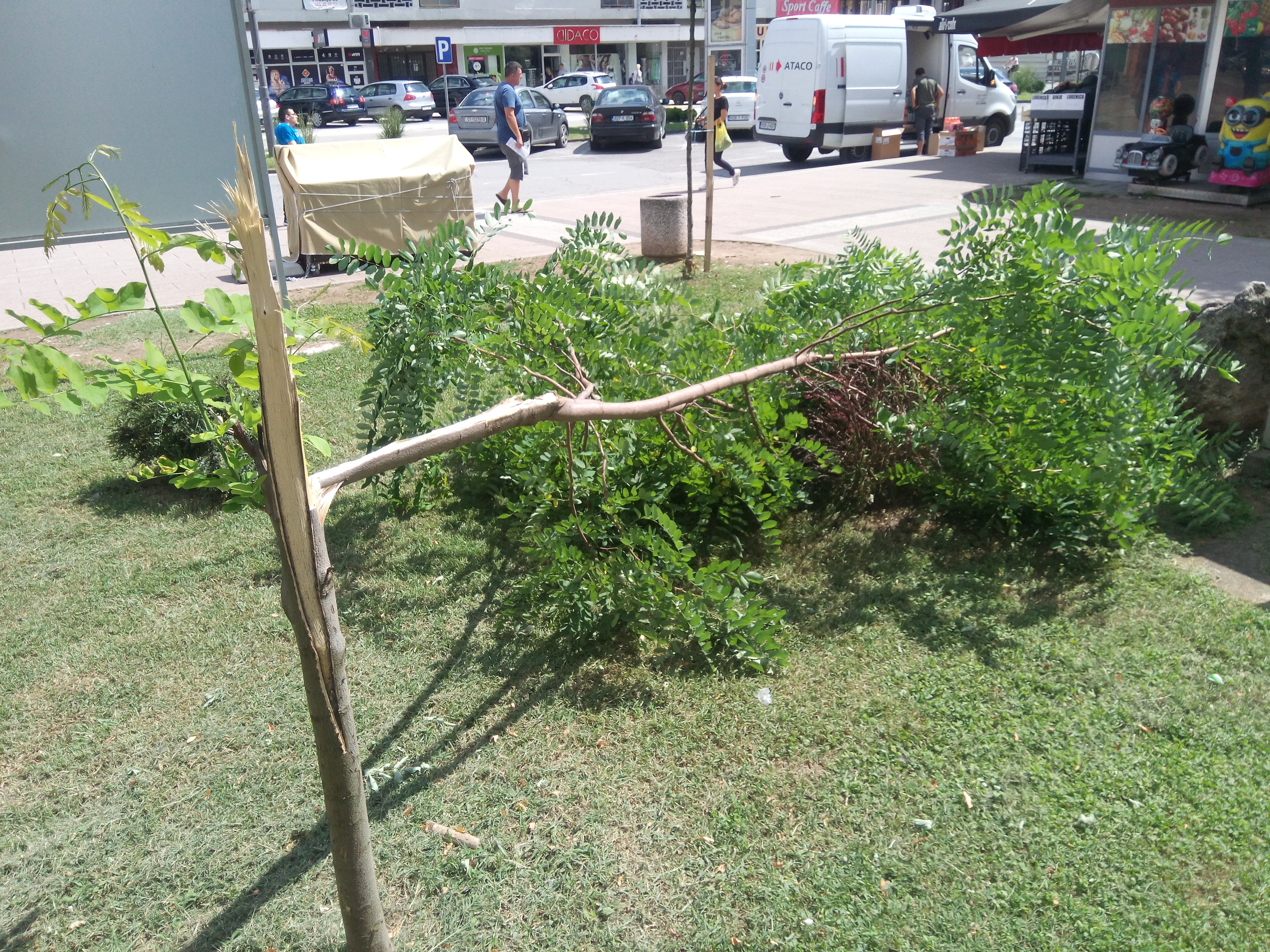 KOME SMETAJU MLADE SADNICE: Neviđena bahatost i nekultura. (FOTO)