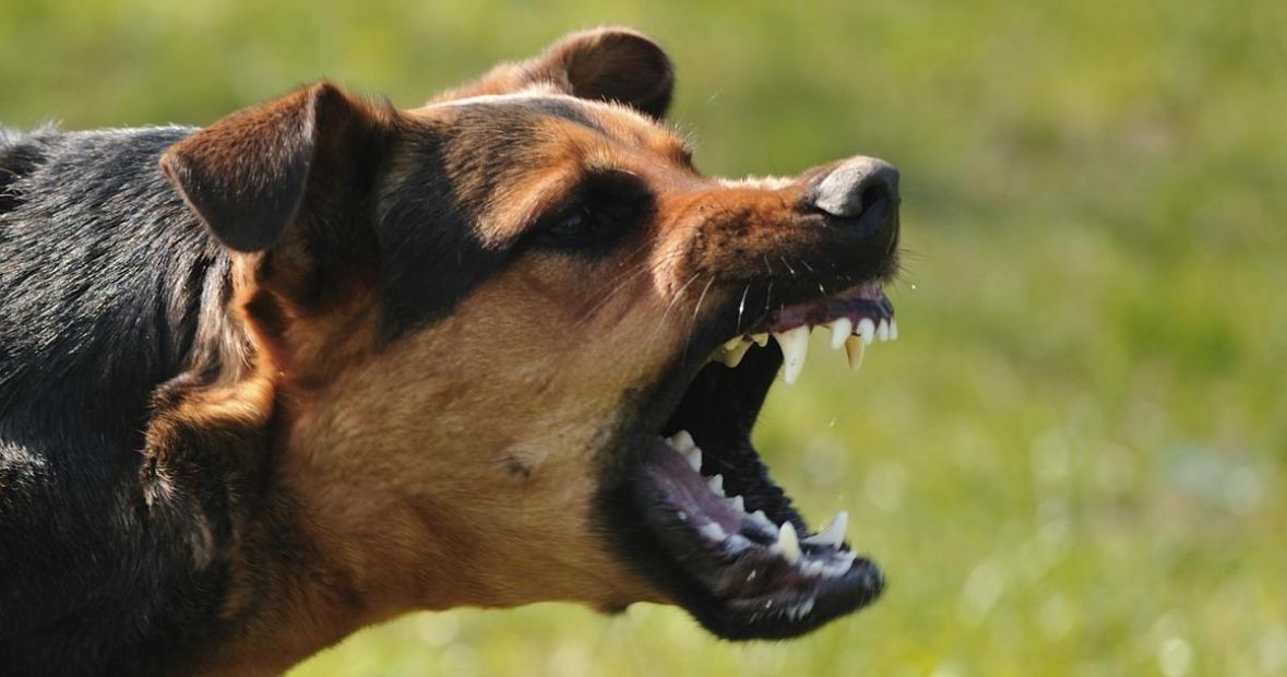 DOBOJ: Pas nasrnuo na dvogodišnje dijete