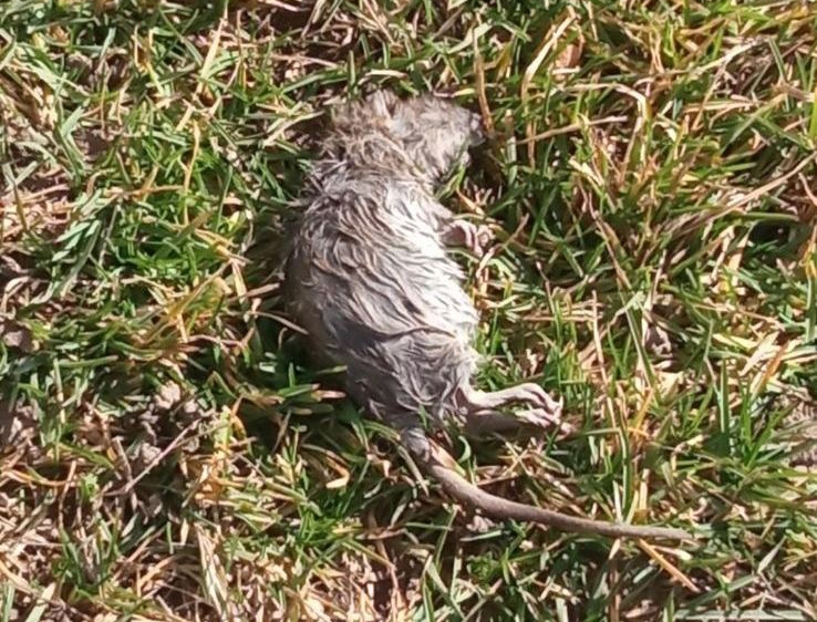 UGINULI PACOVI U KNEZA MILOŠA: Ko sanira posljedice deratizacije? (FOTO)