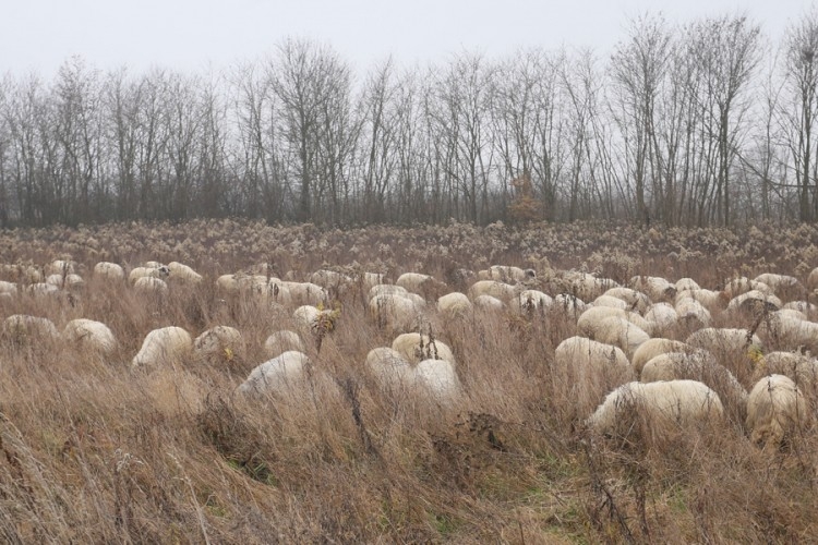 DOBOJ: Osumnjičeni kao lažni mesar varao stočare