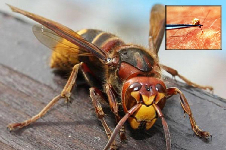 DOBOJ: Muškarac preminuo od uboda roja stršljenova