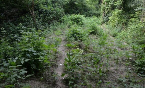 DOBOJ: Oduzeto 507 stabljika indijske konoplje