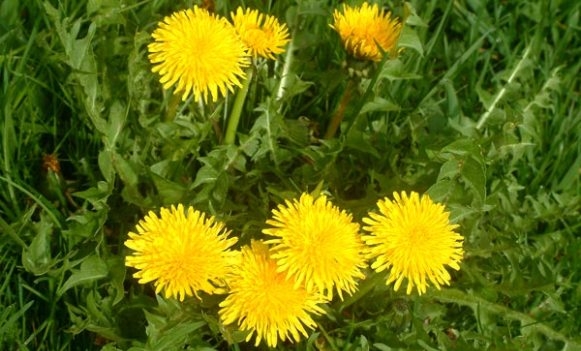 VRIJEME: Sunčano uz temperaturu do 28, poslije podne mogući kraći pljuskovi