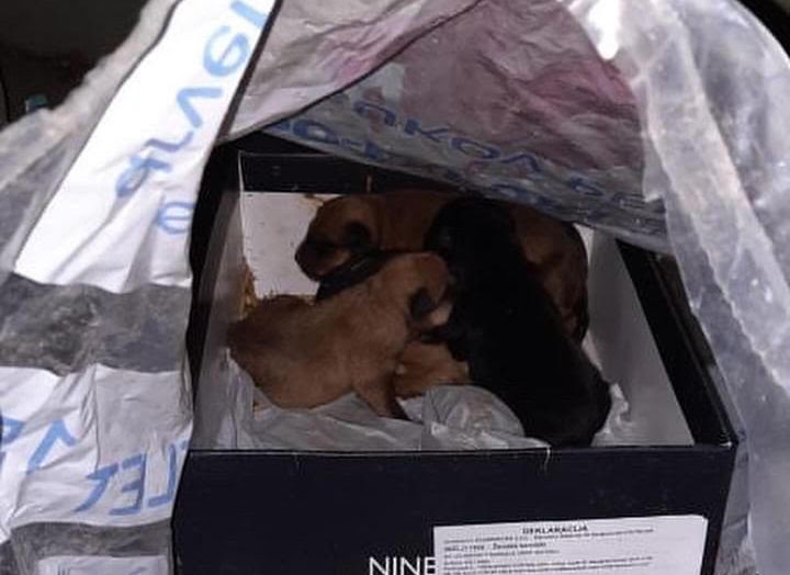 DOBOJ: Napuštena štenad pronađena u kontejneru. Apel za pomoć udruženja "Zaboravljene šape Doboj".