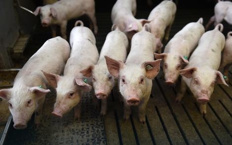 BIZARAN SLUČAJ TROVANJA TRIHINELOM Deda dao deci da jedu zaraženo meso a policiji pretio nožem