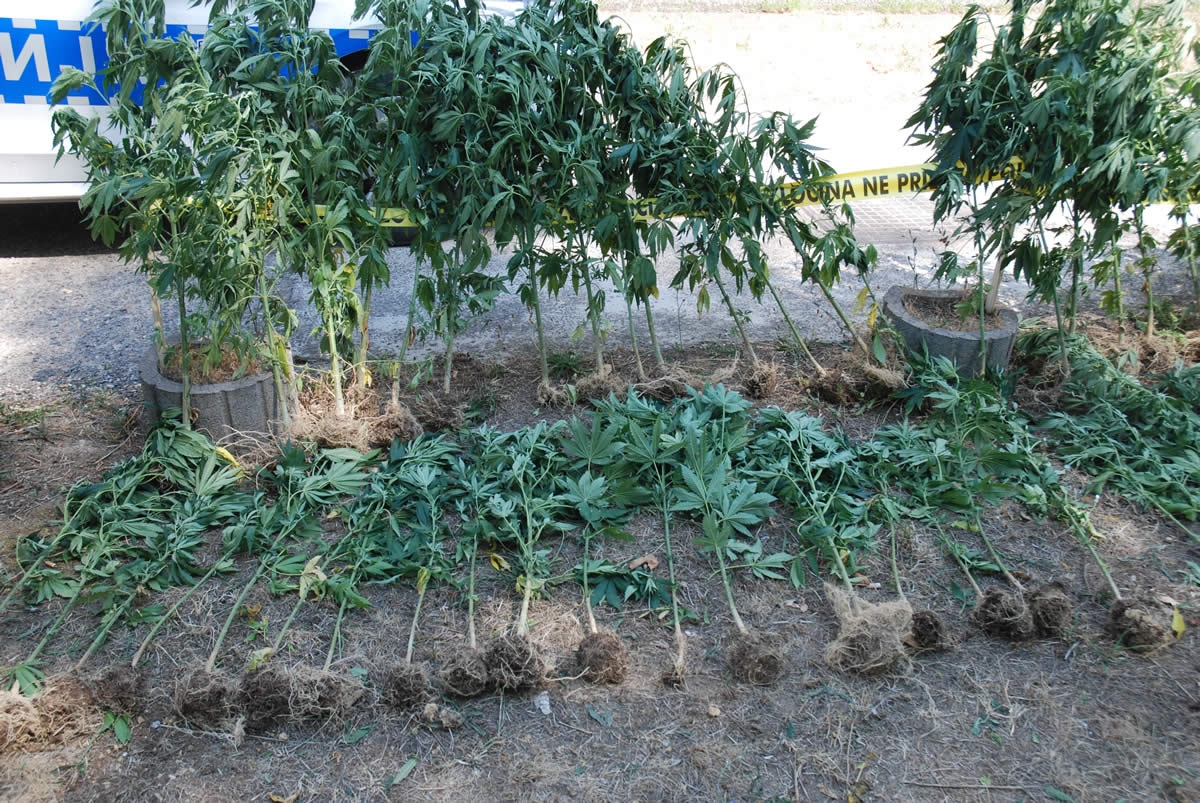 DOBOJ: Pronađeno 398 stabljika indijske konoplje (FOTO)