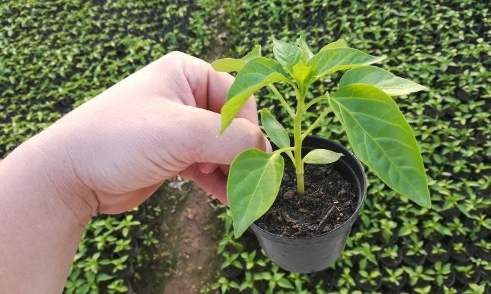 DOBOJ: Podijeljeni start paketi za 23 kooperanta