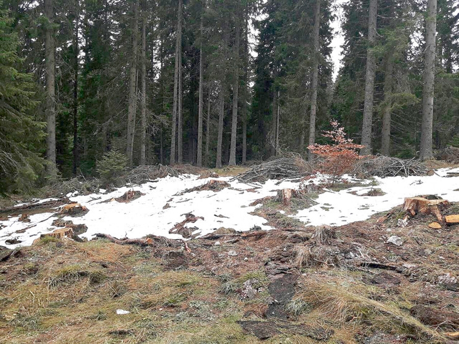DOBOJ: Pretukli vlasnika šume u kojoj su bespravno sjekli stabla