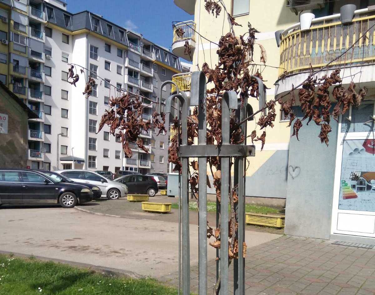 IMA LI "PROGRES" INŽENJERA POLJOPRIVREDE: Zapuštene sadnice oko "boračkih zgrada" (FOTO)