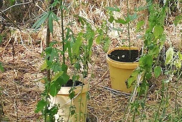 DOBOJ: Zasadili marihuanu u plastične posude