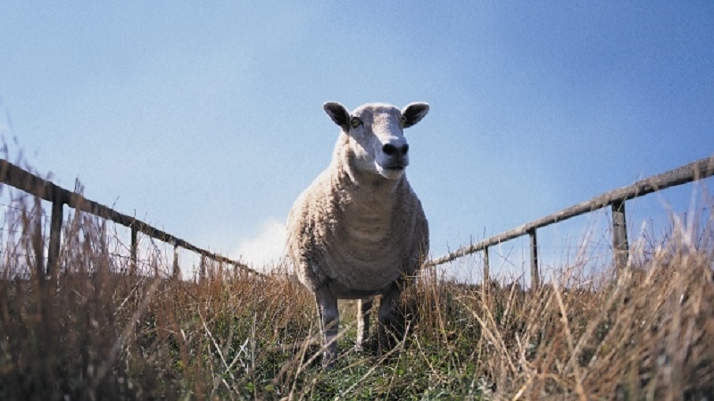 DOBOJ: Za vrijeme policijskog časa ukrali ovcu