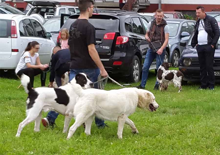 DOBOJ: Otvorena izložba pasa (VIDEO)