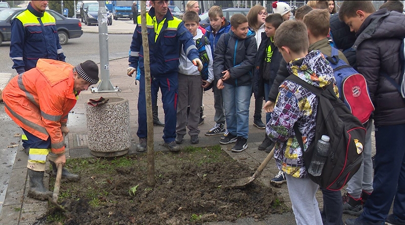 DOBOJ: Nova stabla javora u Ulici Svetog Save (FOTO)